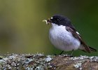 Pied Flycatcher - David Atkinson (Open).jpg